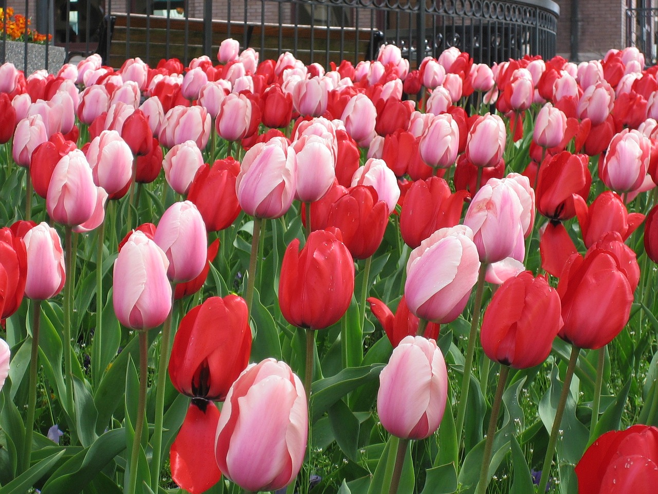 flowers tulips white free photo