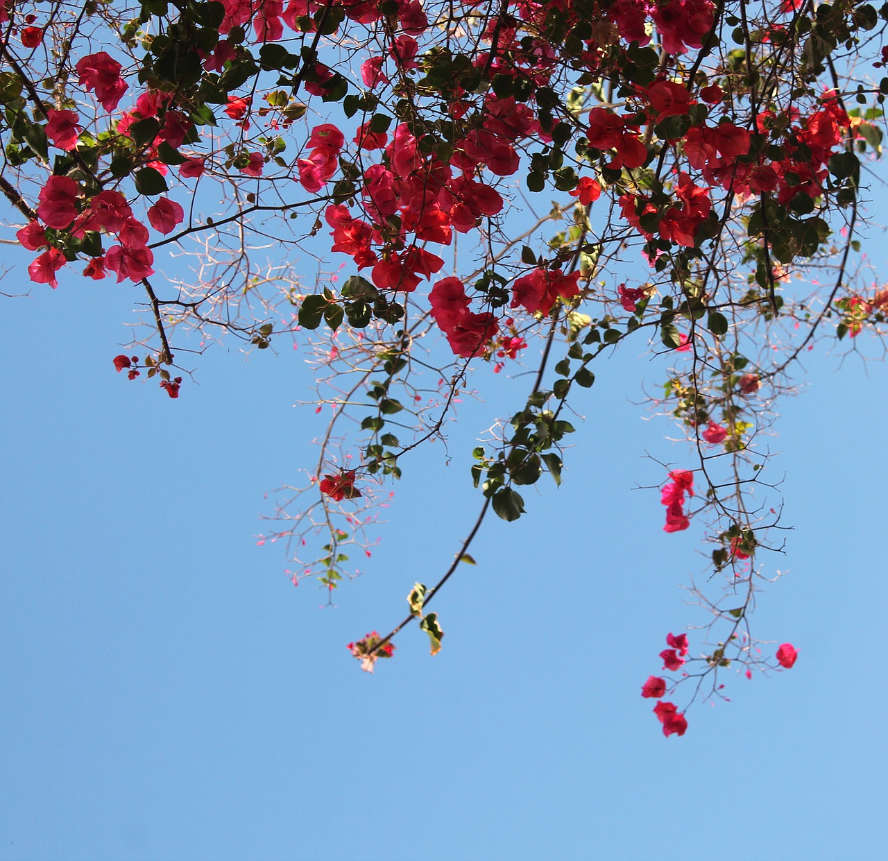 flowers flower decor background free photo