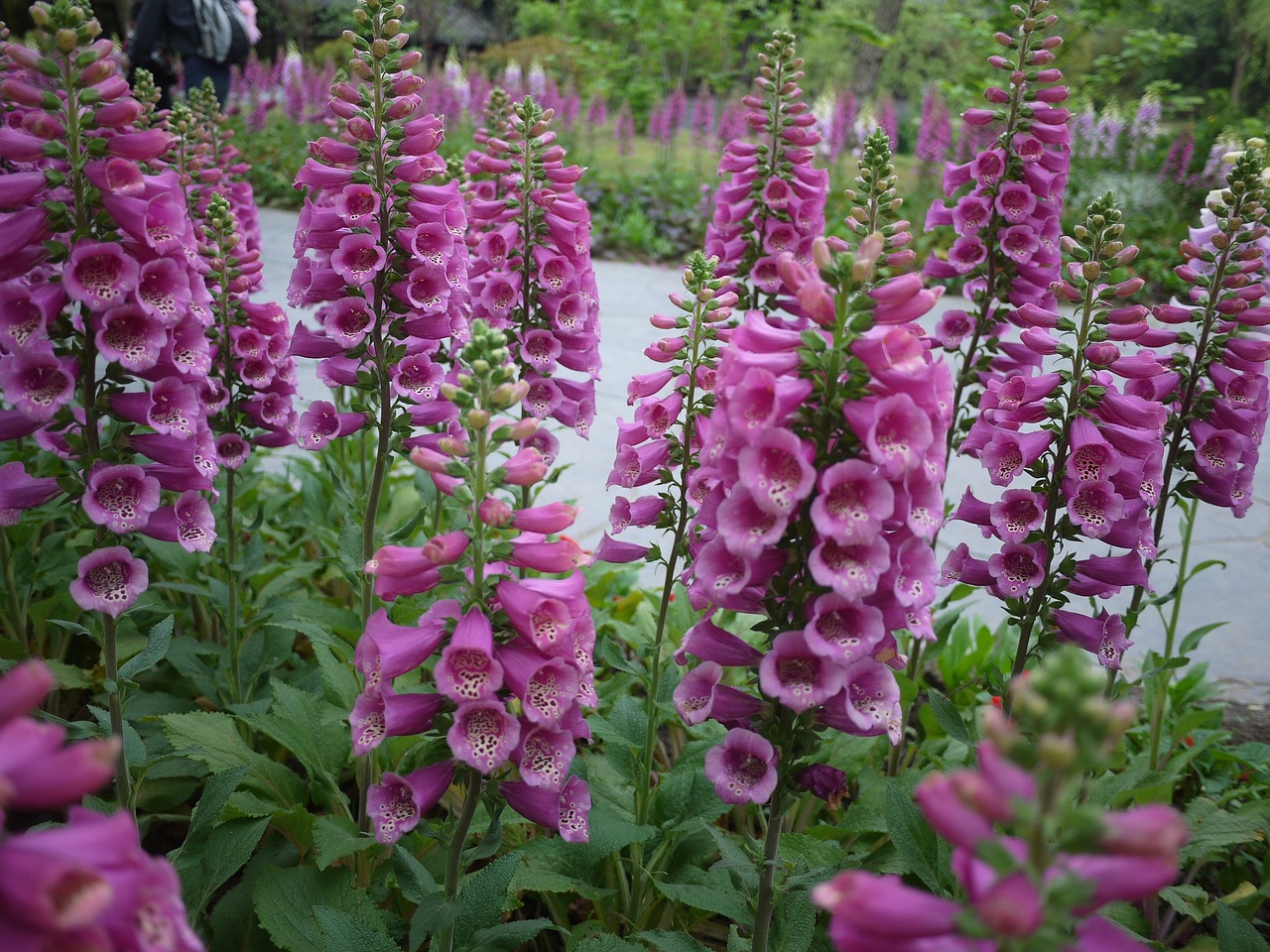 flowers daylight plant free photo