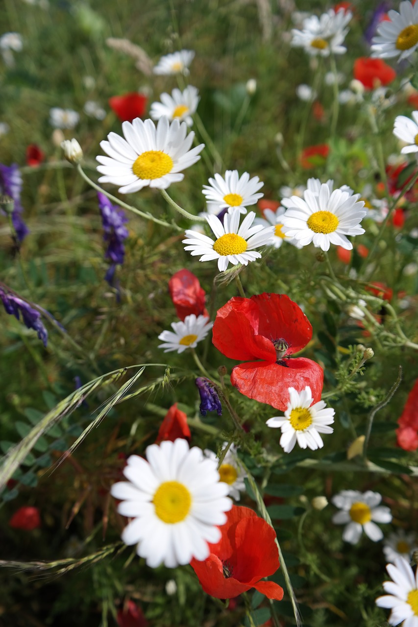 flowers chamomile poppy spring free photo