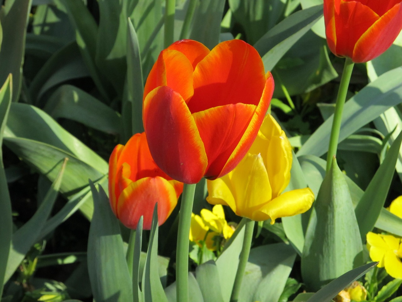 flowers tulips macro free photo