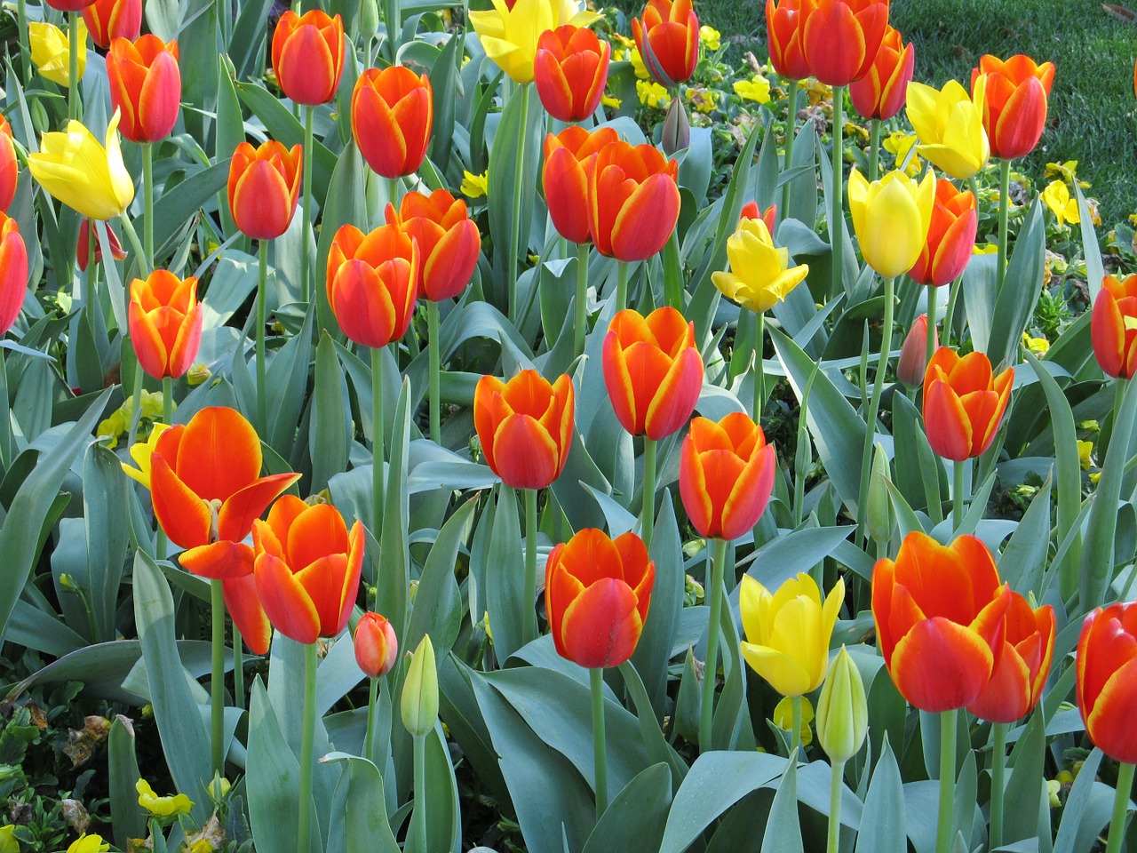 flowers tulips macro free photo
