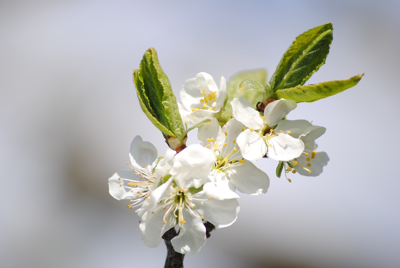 flowers apple tree leaf free photo