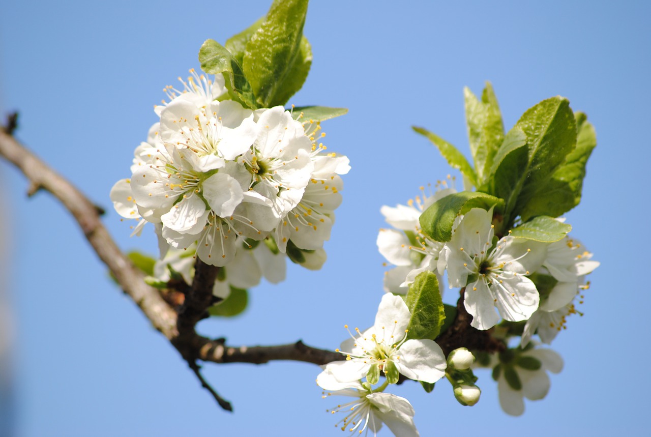 flowers apple tree leaf free photo