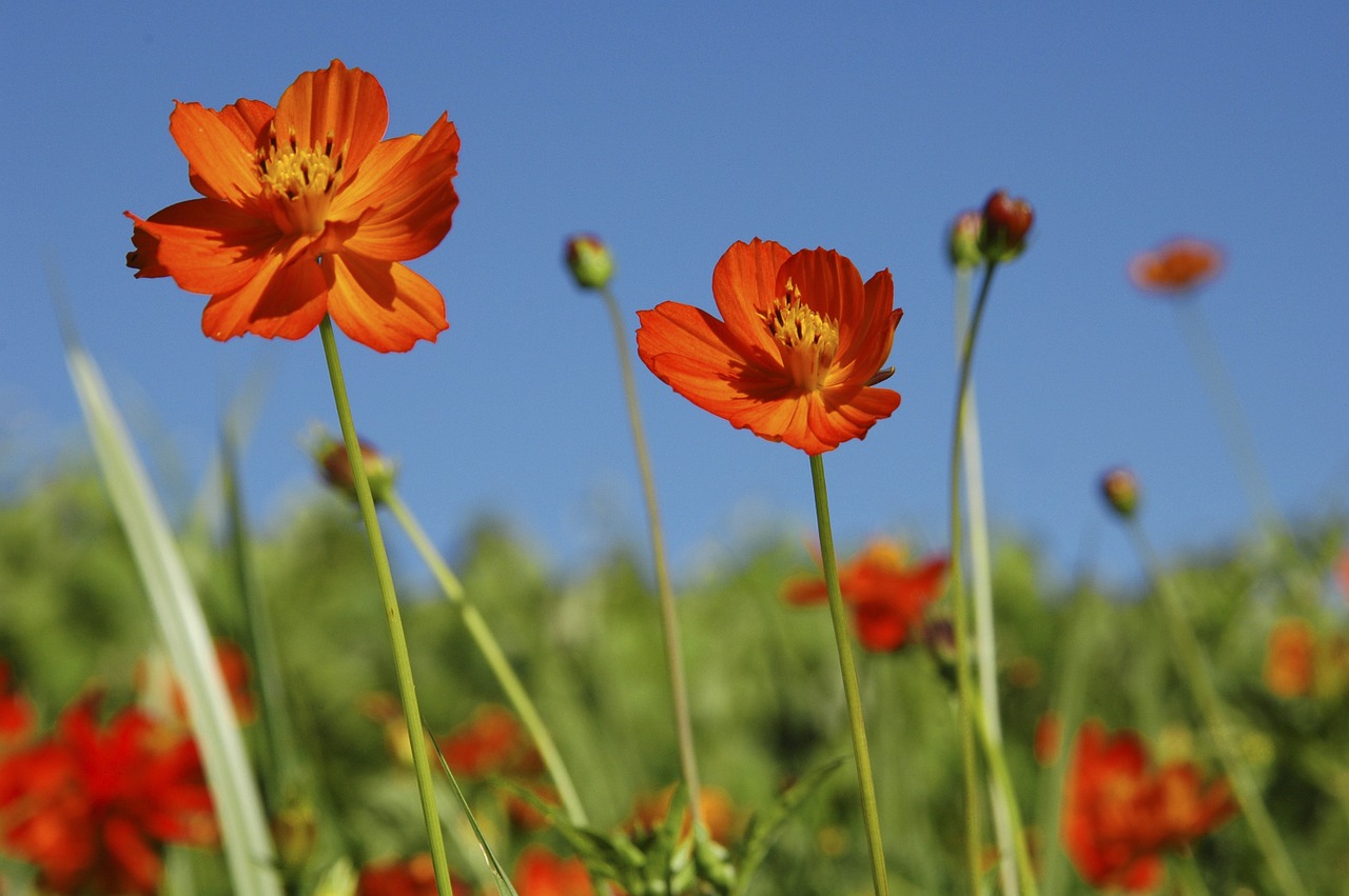 flowers cosmos plants free photo