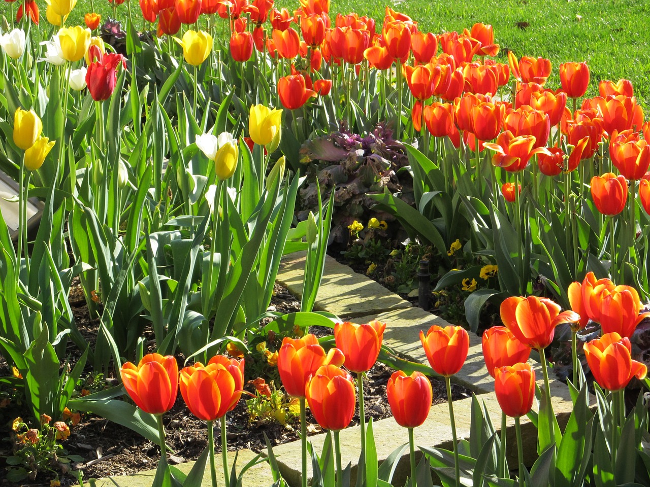 flowers tulips macro free photo