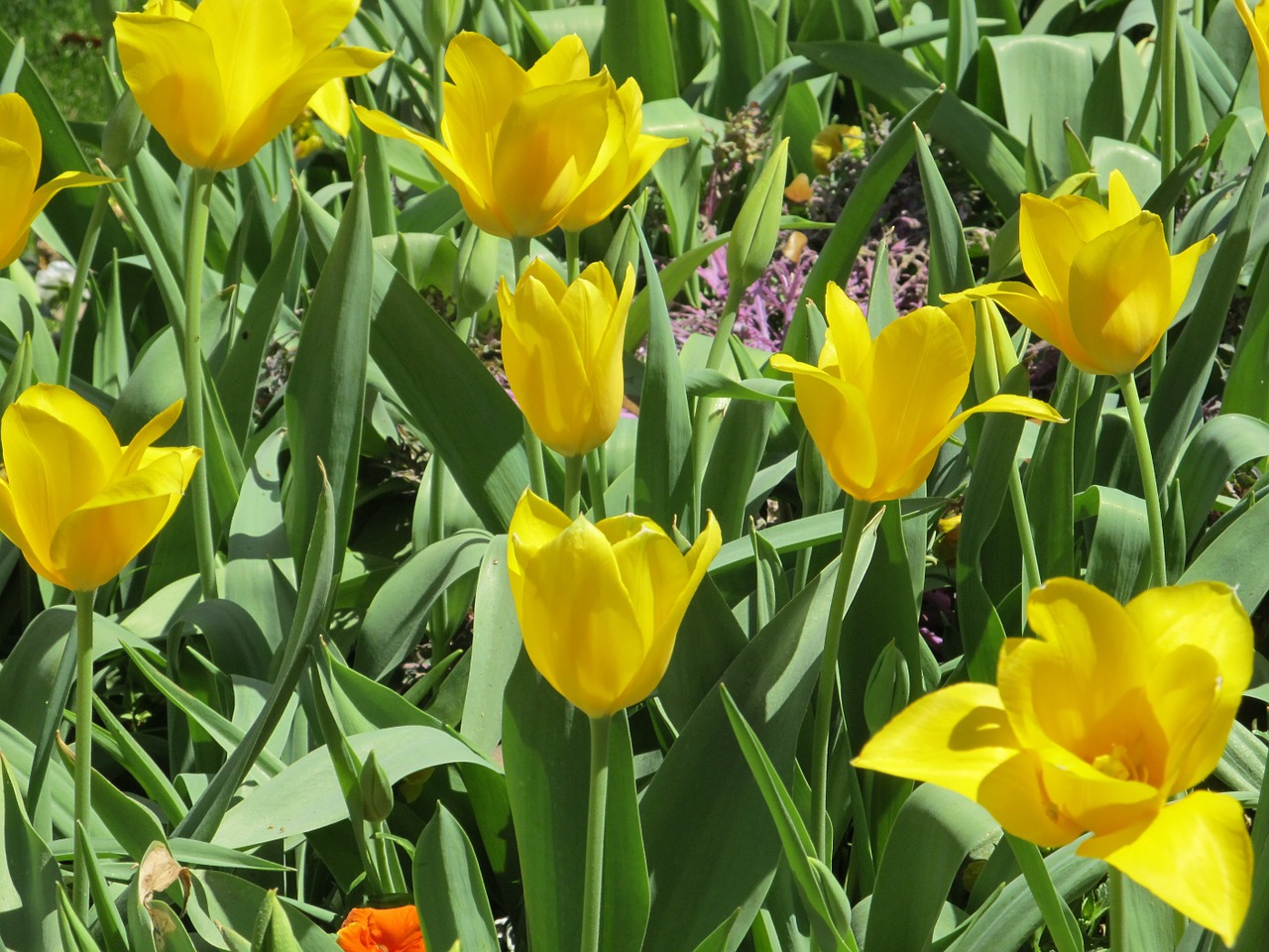 flowers tulips macro free photo