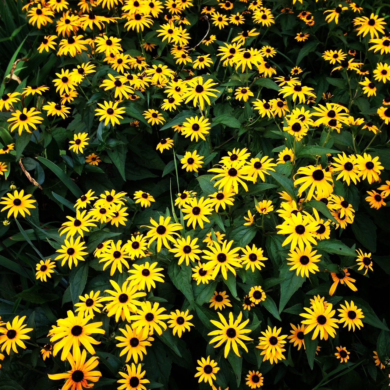 flowers yellow garden free photo