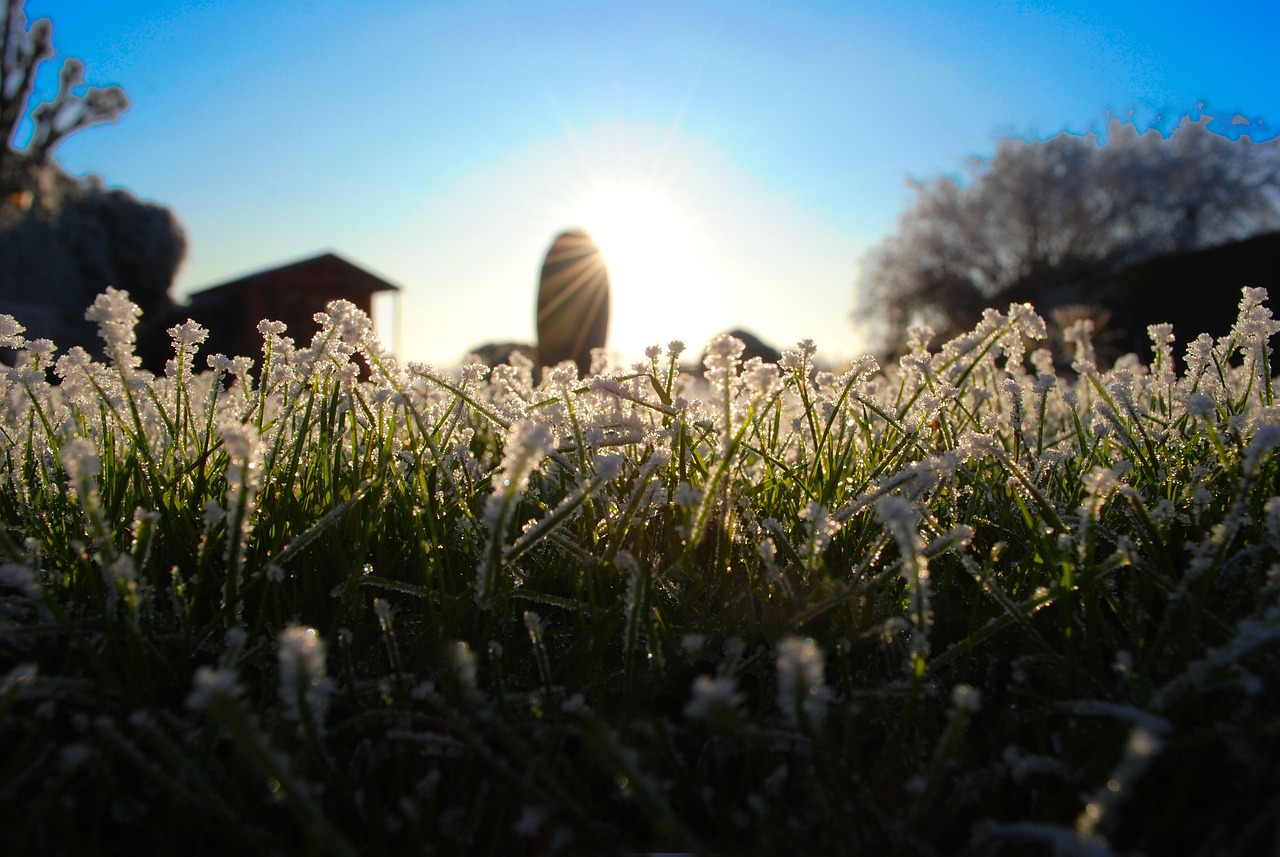 flowers outdoor plant free photo