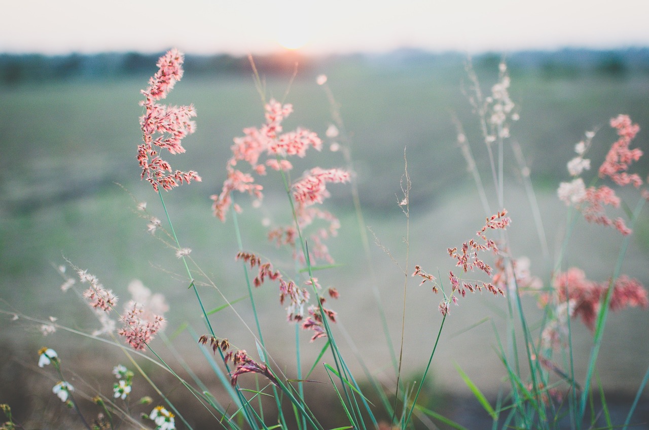 flowers field summer free photo