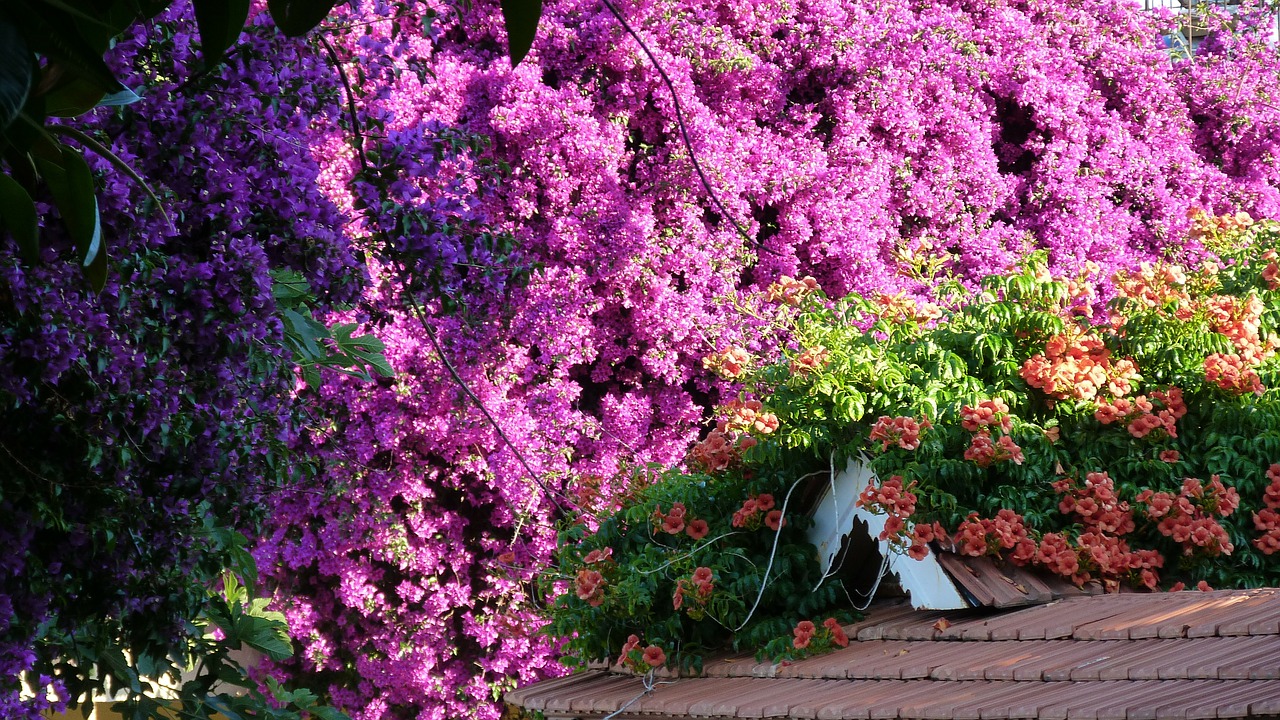 flowers flanzen purple free photo