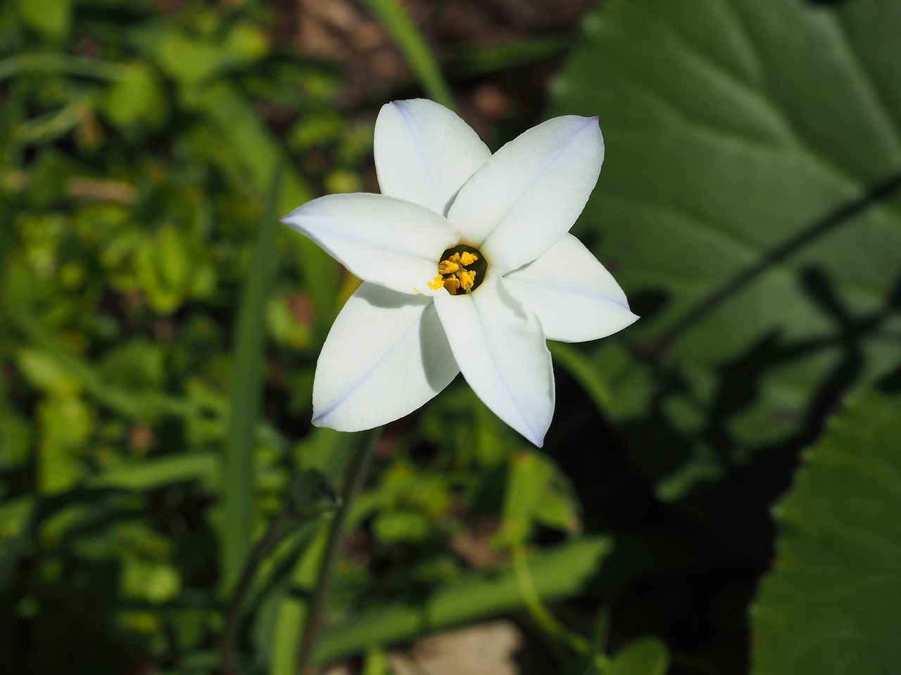 flowers plant white free photo