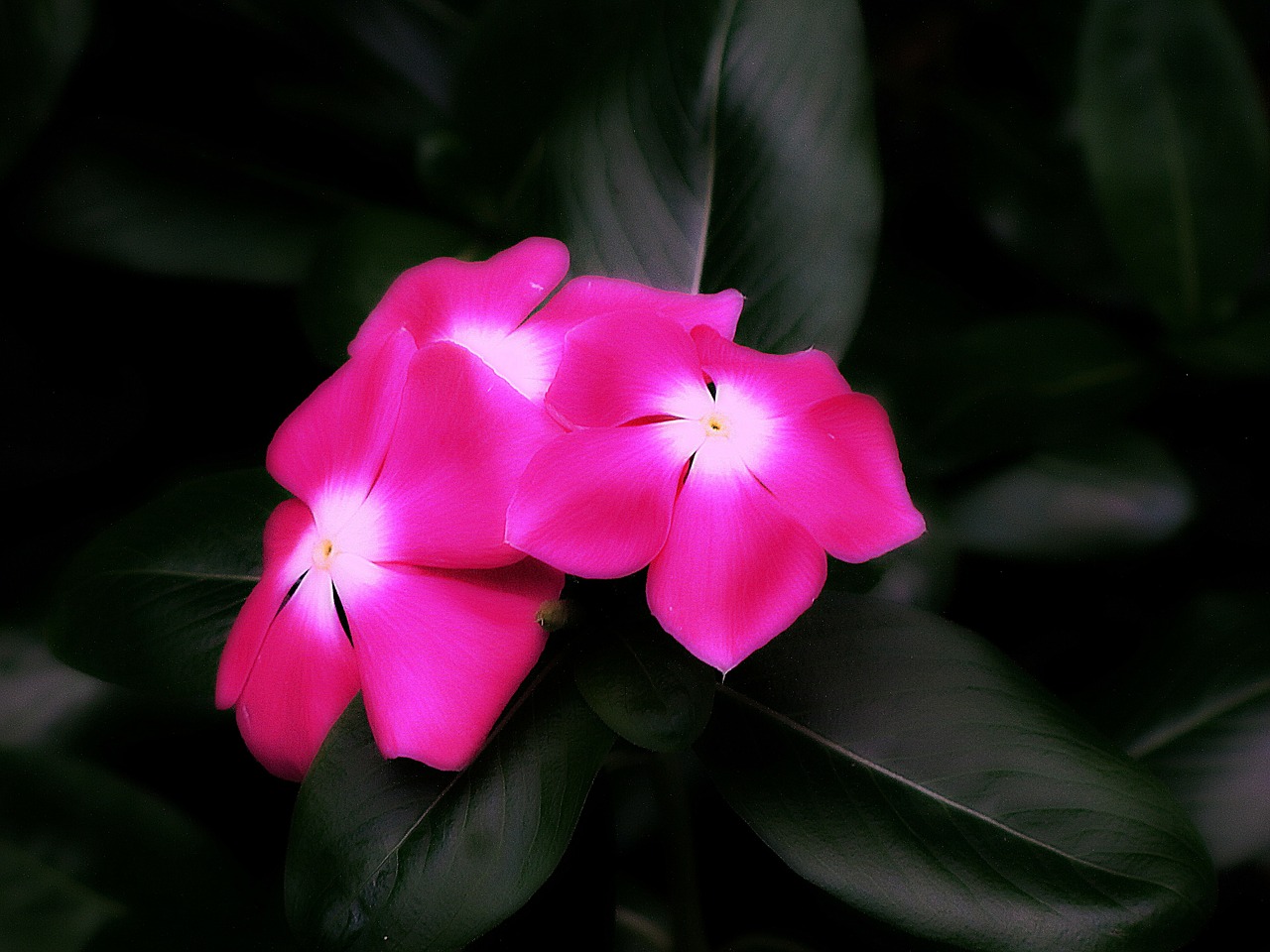 flowers pink nature free photo