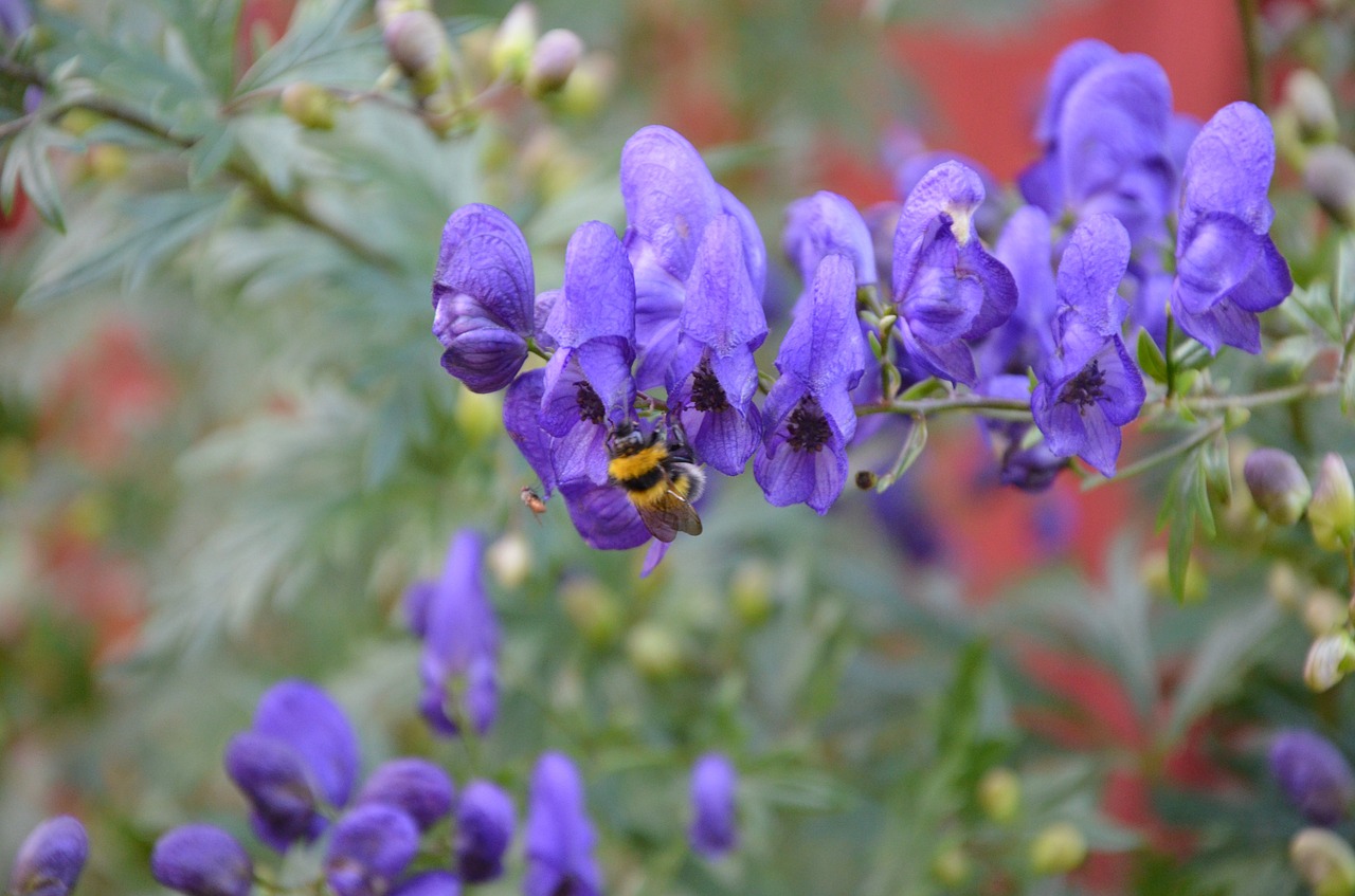 flowers bee landscape free photo