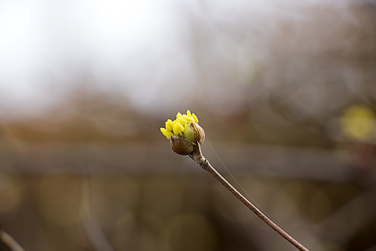 flowers spring spring flowers free photo