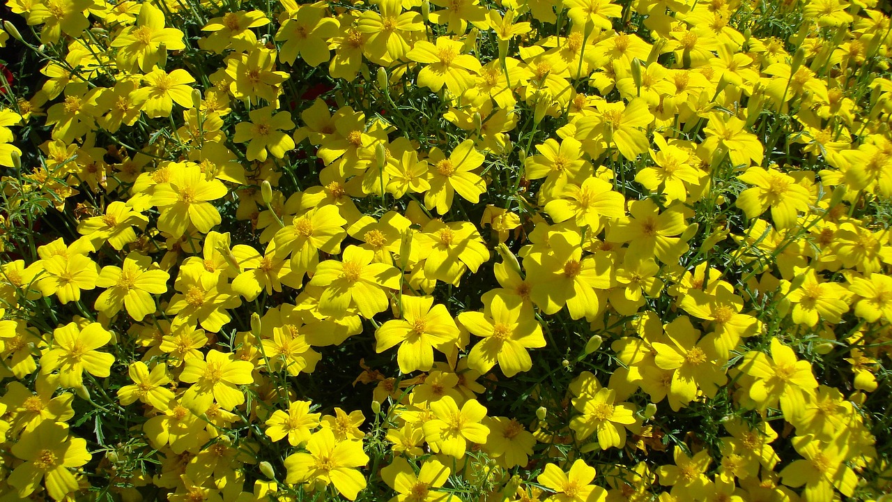 flowers nature yellow free photo