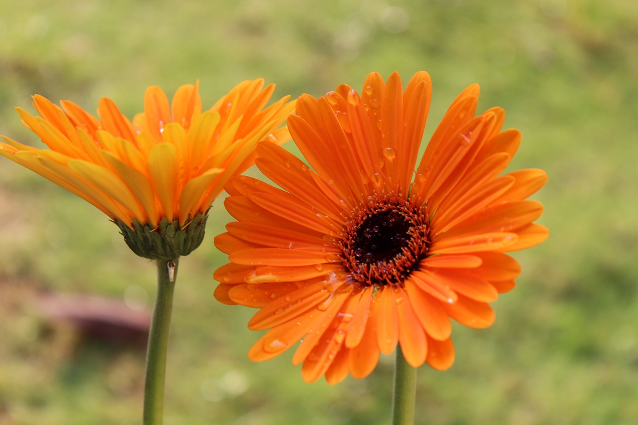 flowers jabra flowers sri lanka free photo