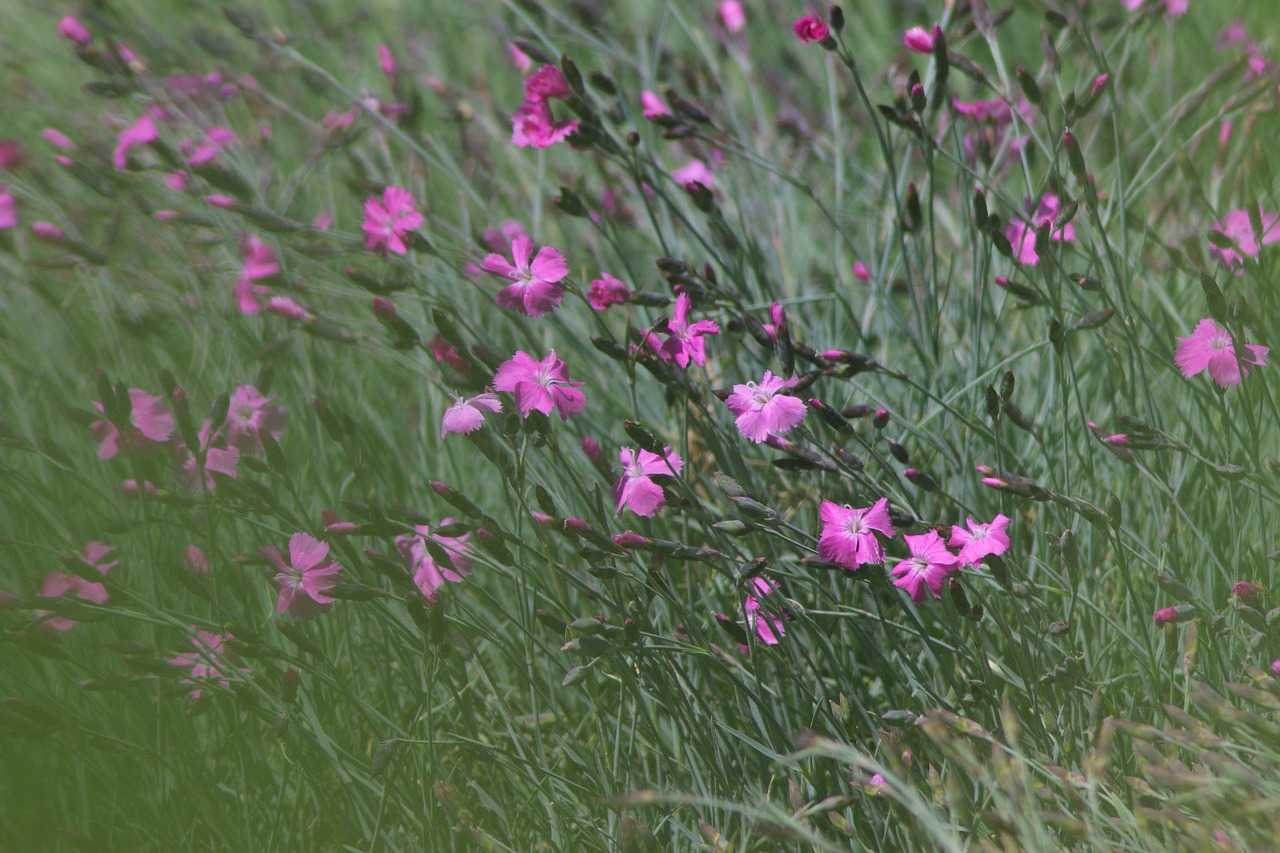 flowers pink purple free photo