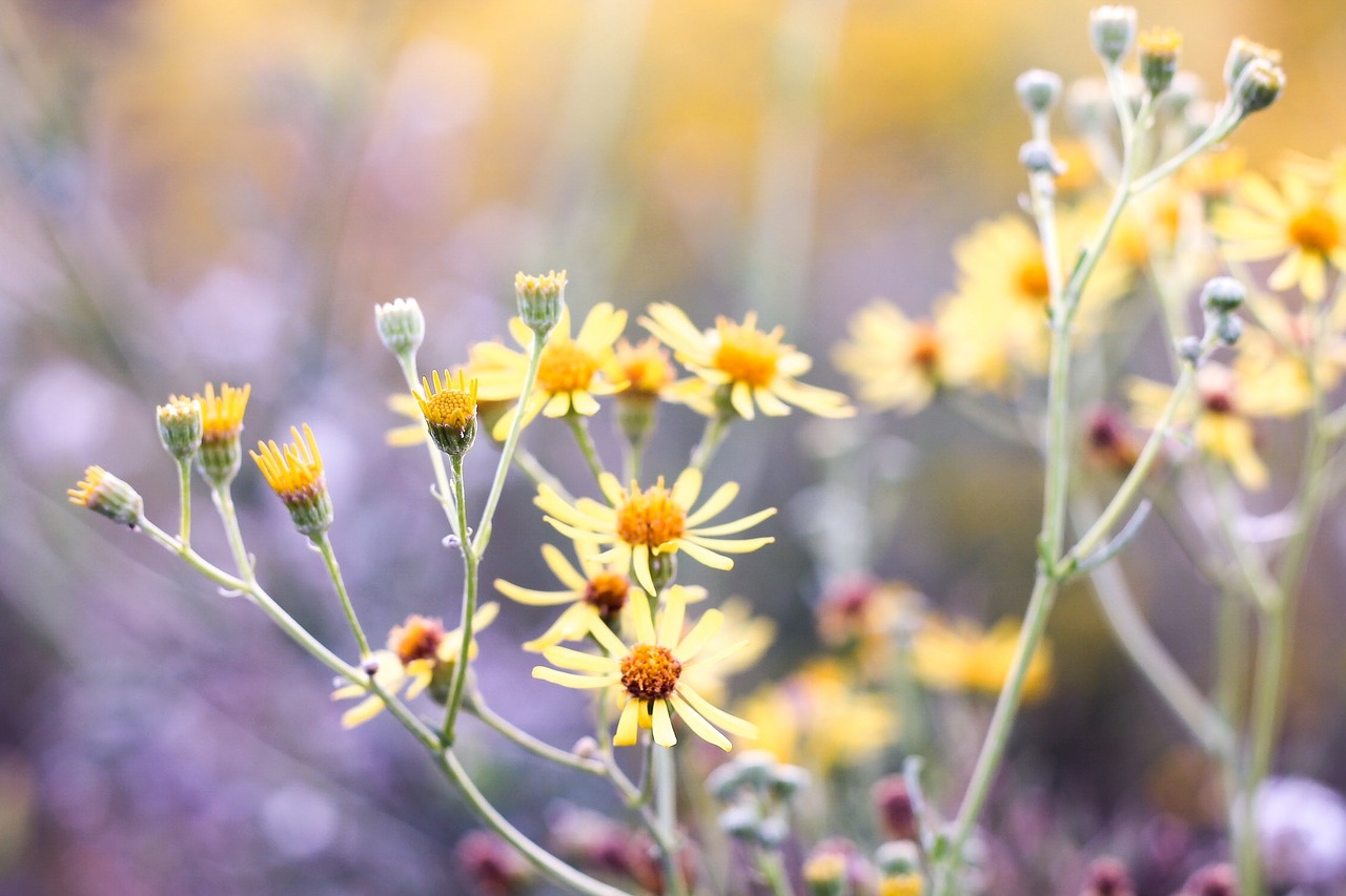 flowers yellow garden free photo