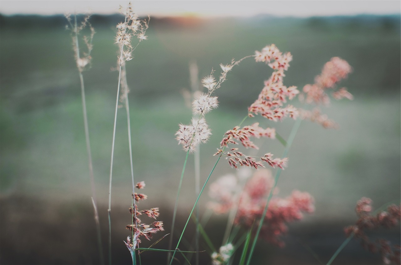 flowers field summer free photo