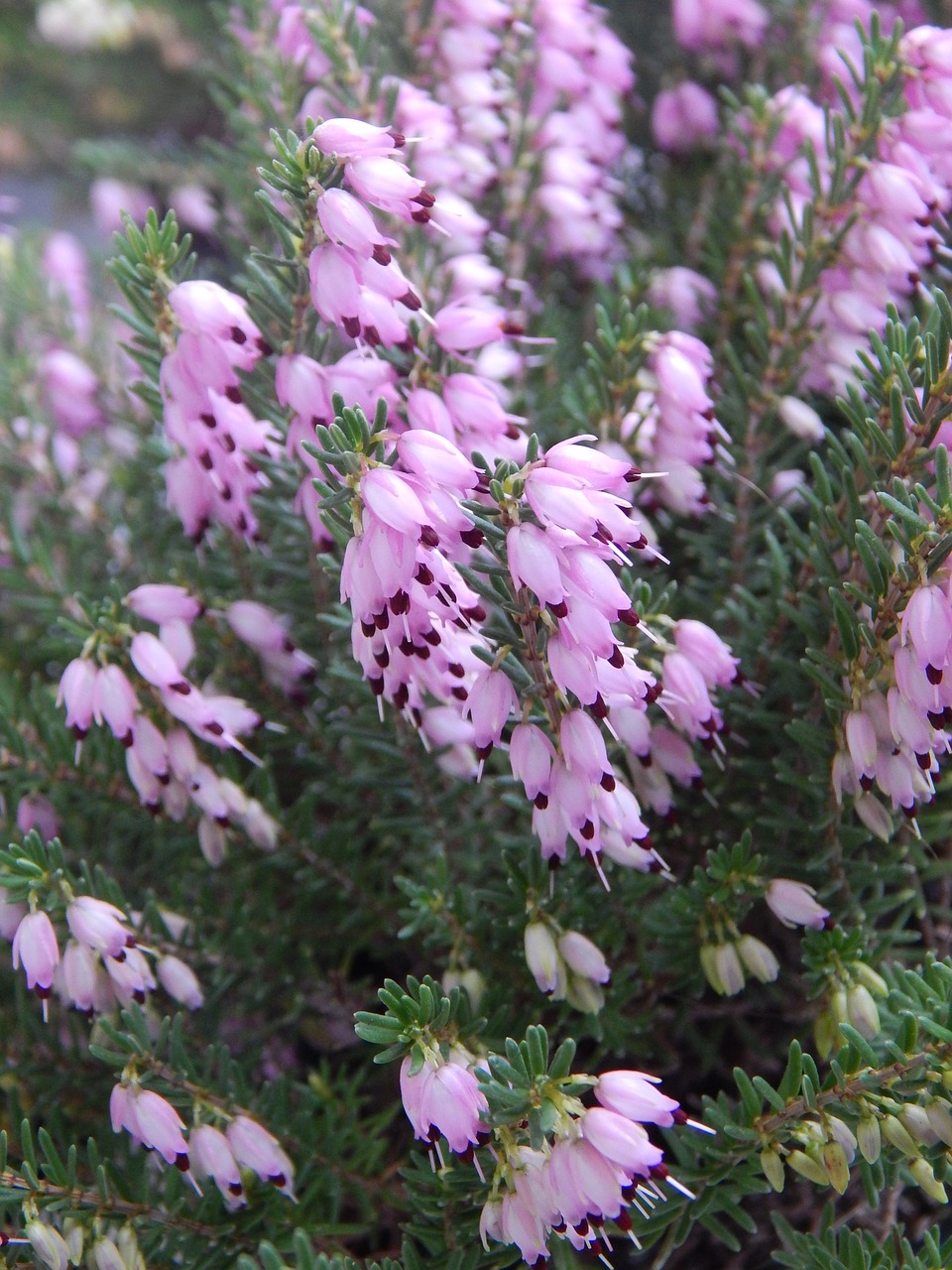 flowers spring pink free photo