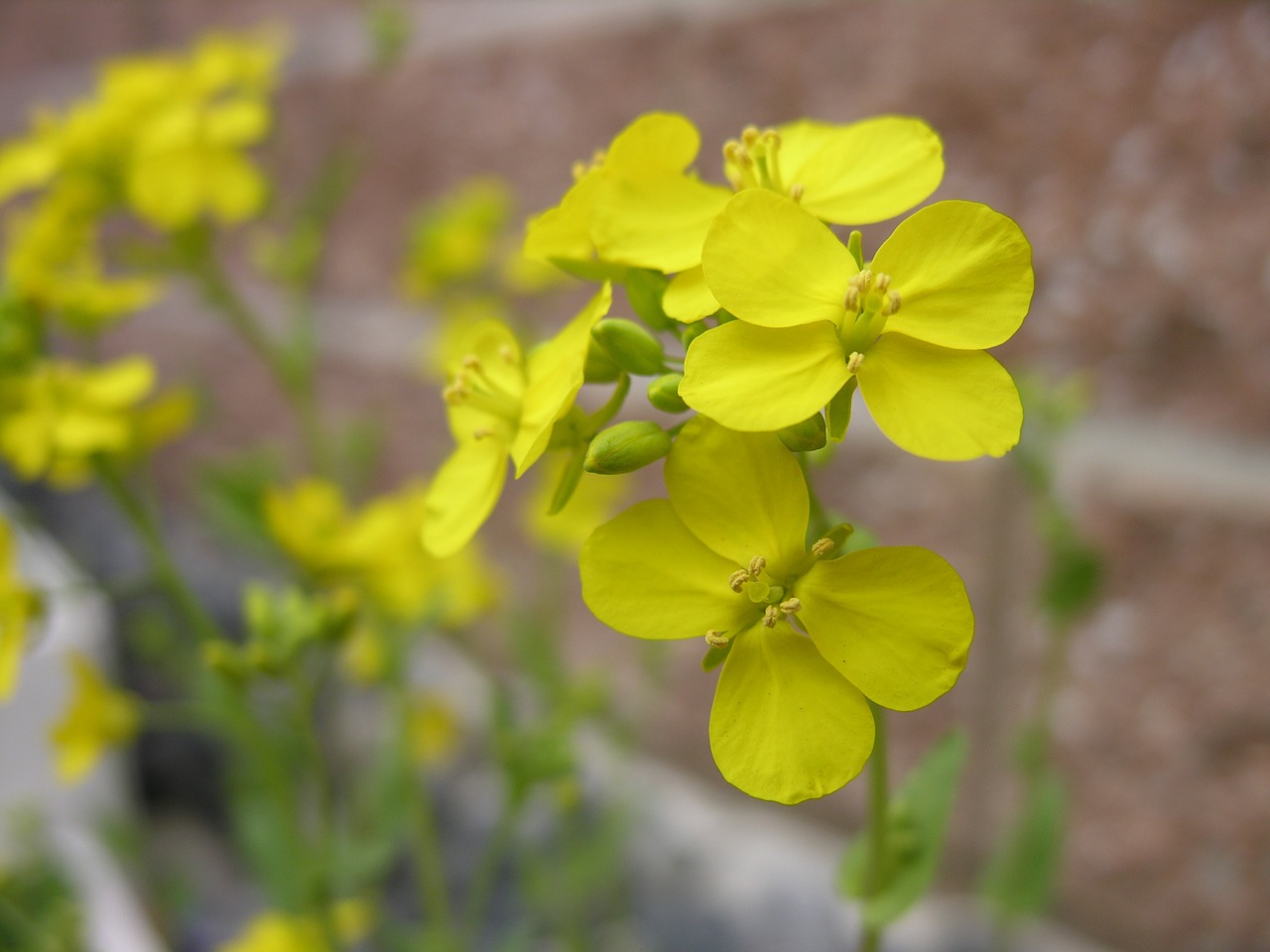 flowers rape flowers yellow flower free photo