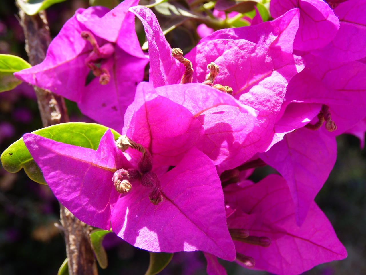 flowers pink violet free photo