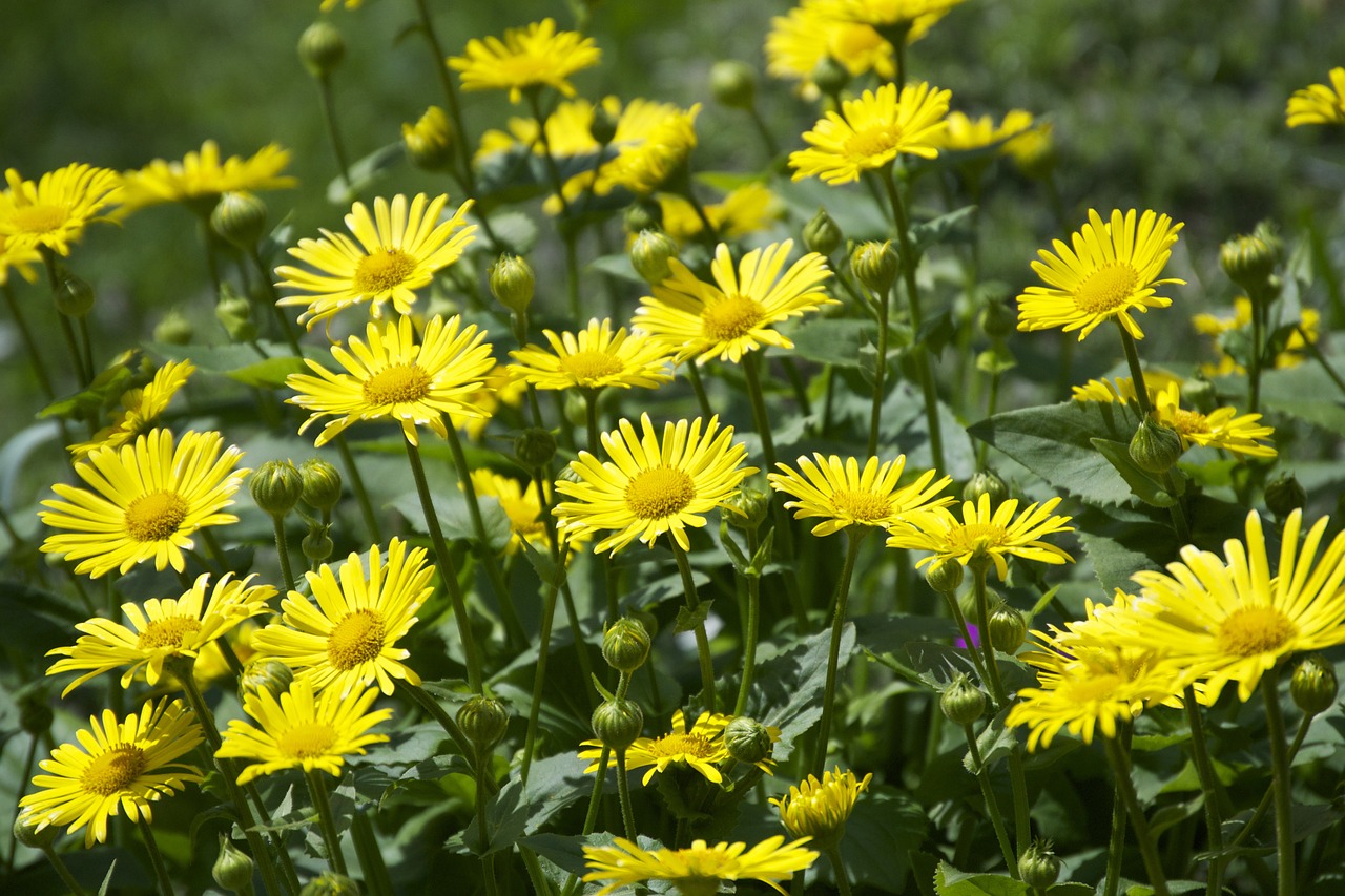 flowers outdoor spring free photo