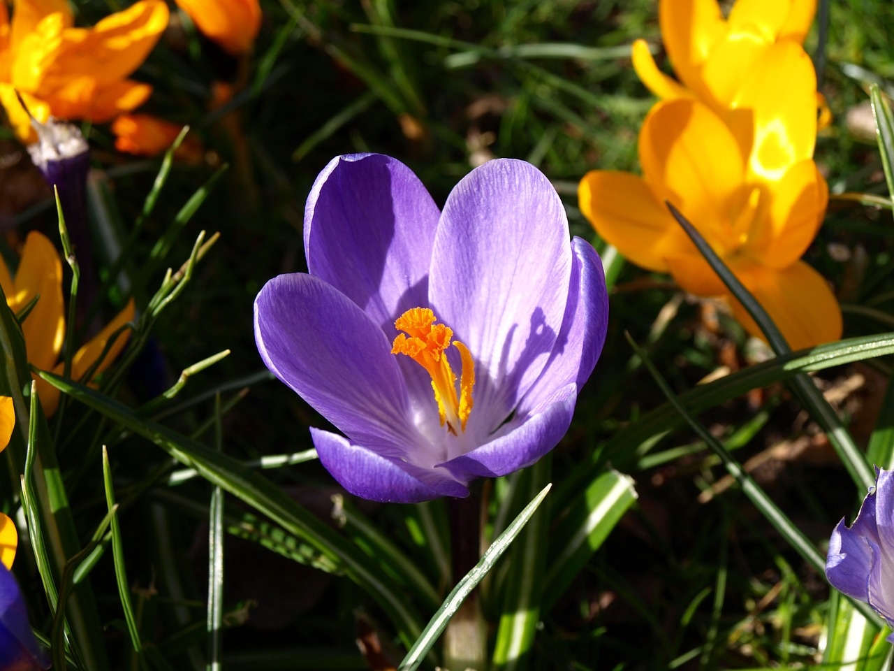 flowers crocus macro free photo