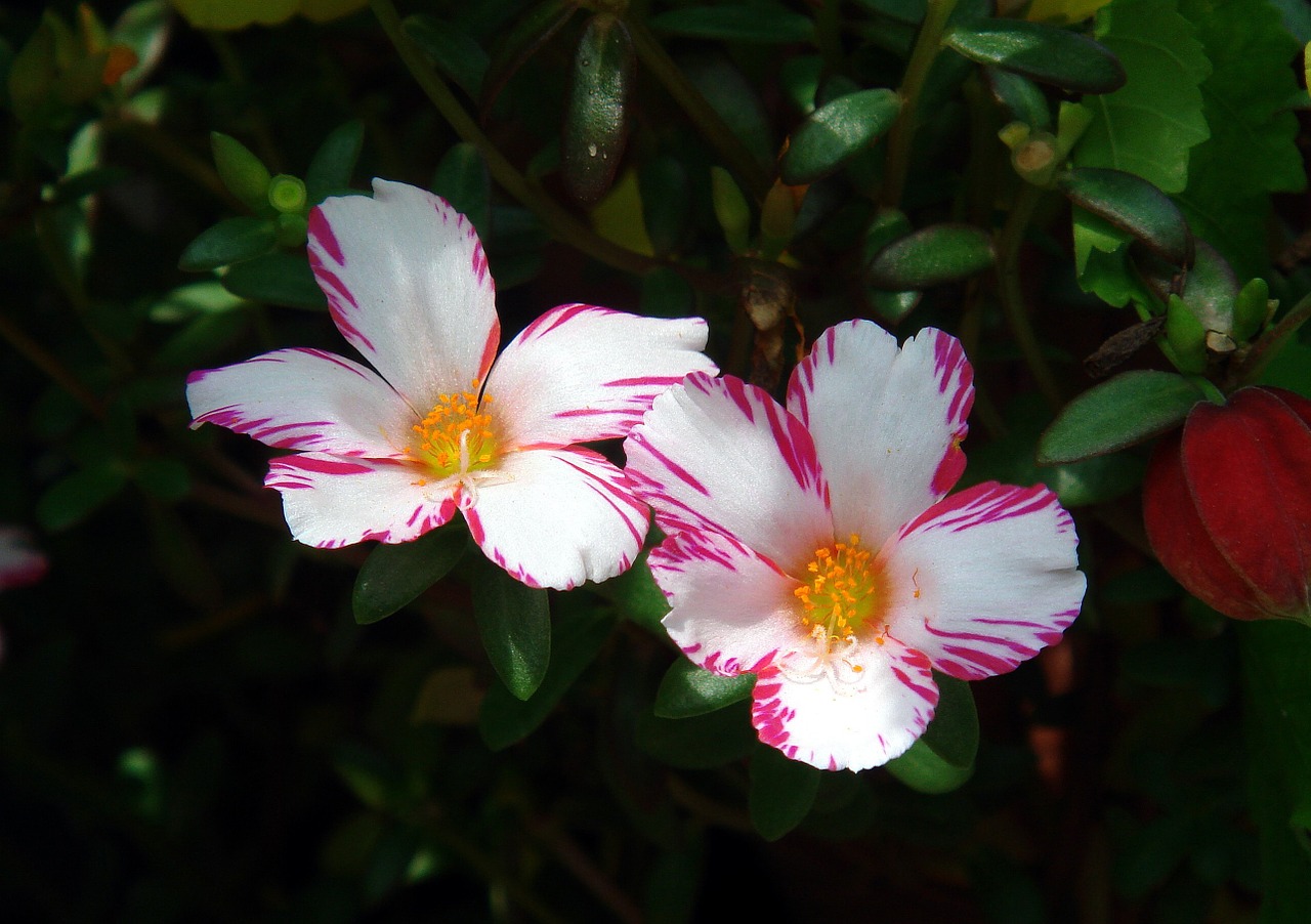 flowers blooming plant free photo