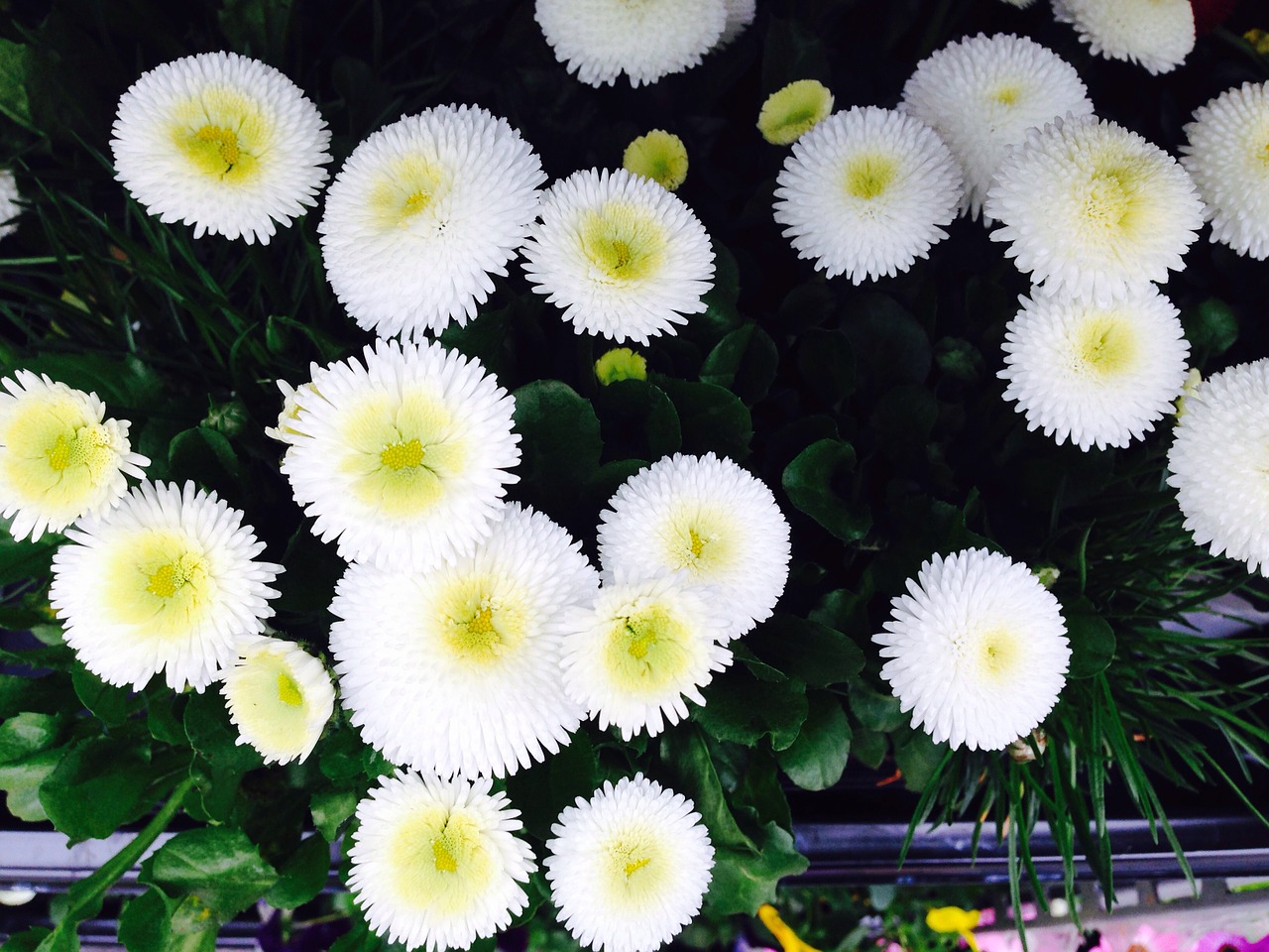 flowers white summer free photo