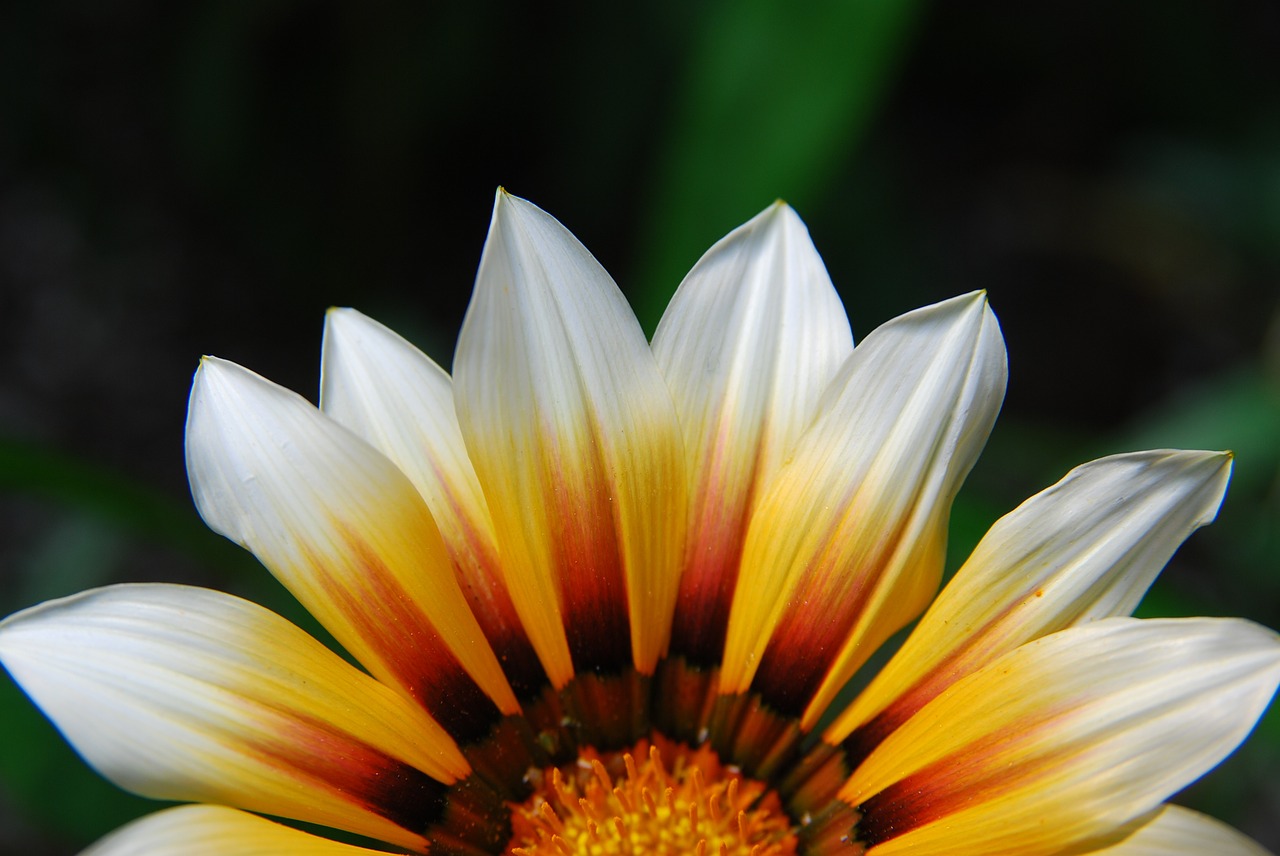 flowers sunset yellow free photo