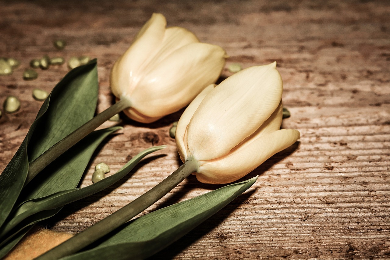 flowers tulips yellow free photo