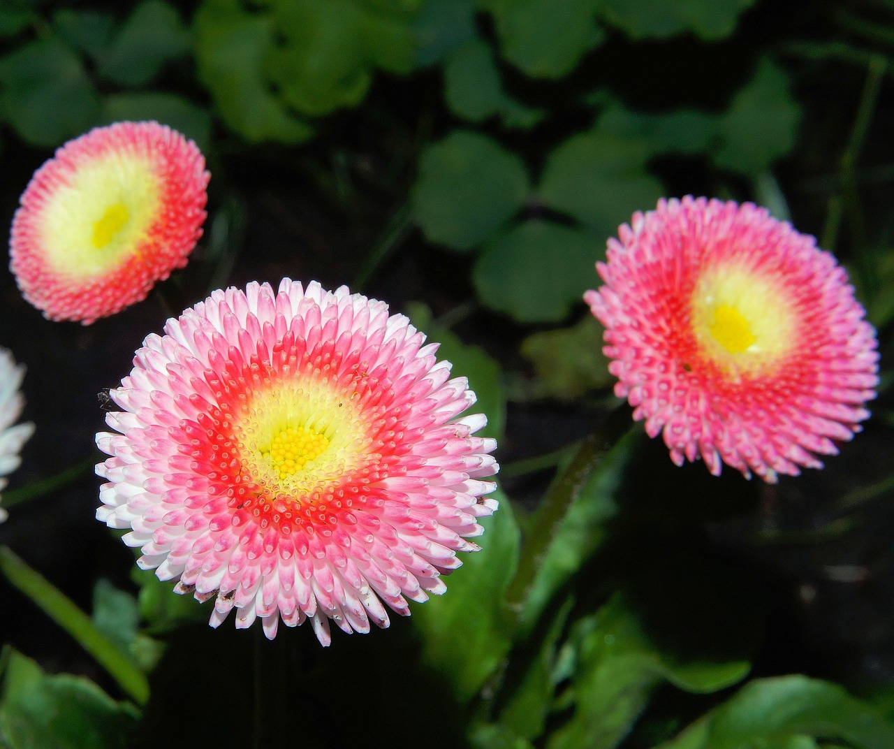 flowers asters close free photo