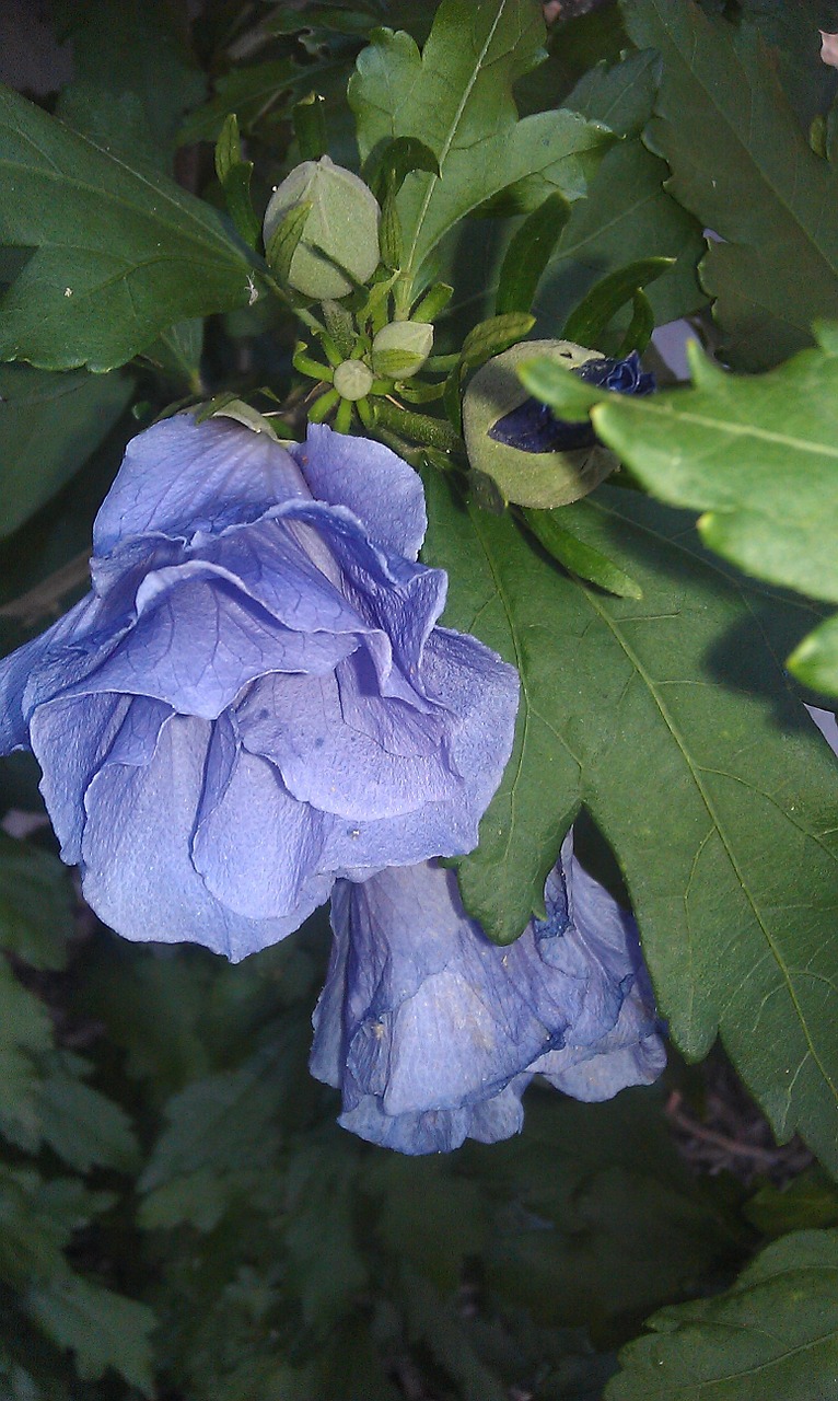 flowers blue nature free photo