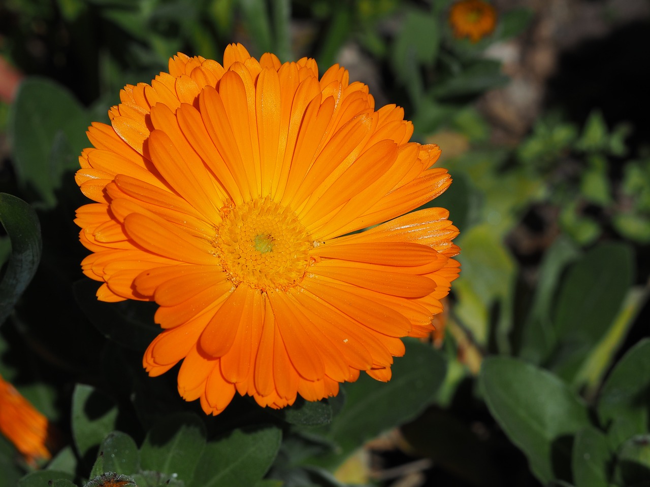 flowers plant orange color free photo