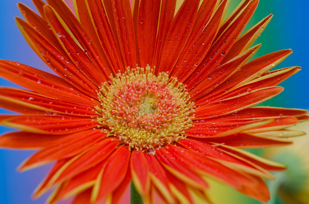 flowers gerbera blossom free photo