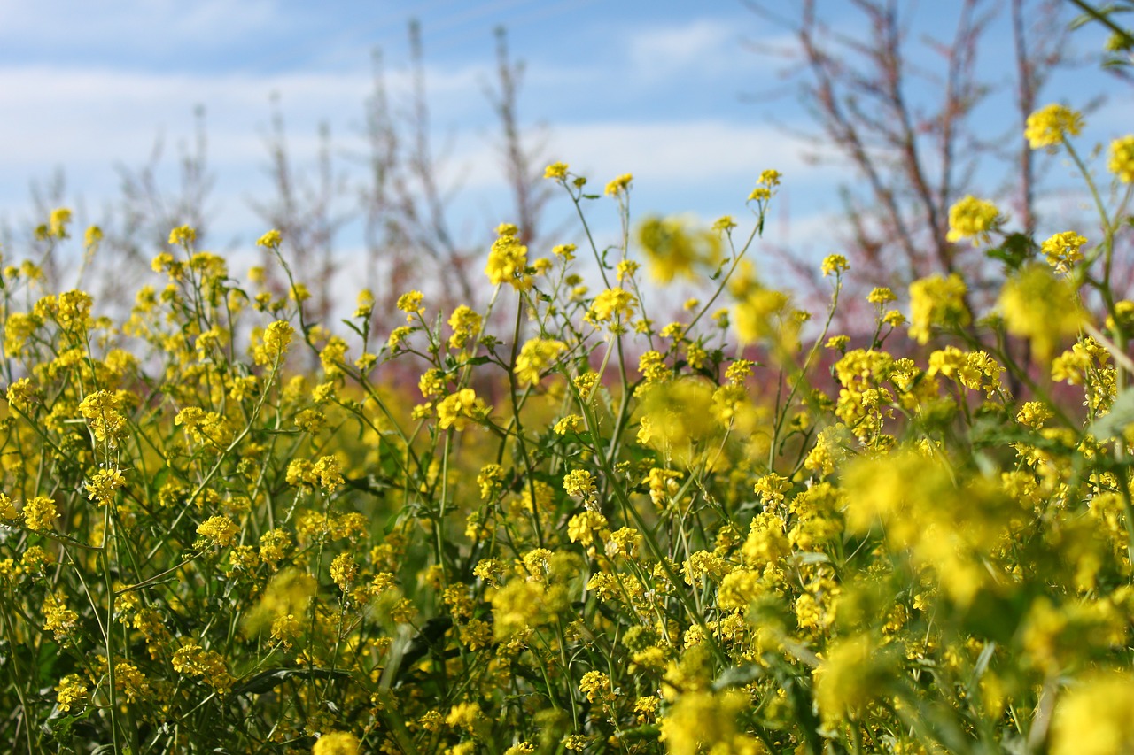 flowers yellow wild free photo