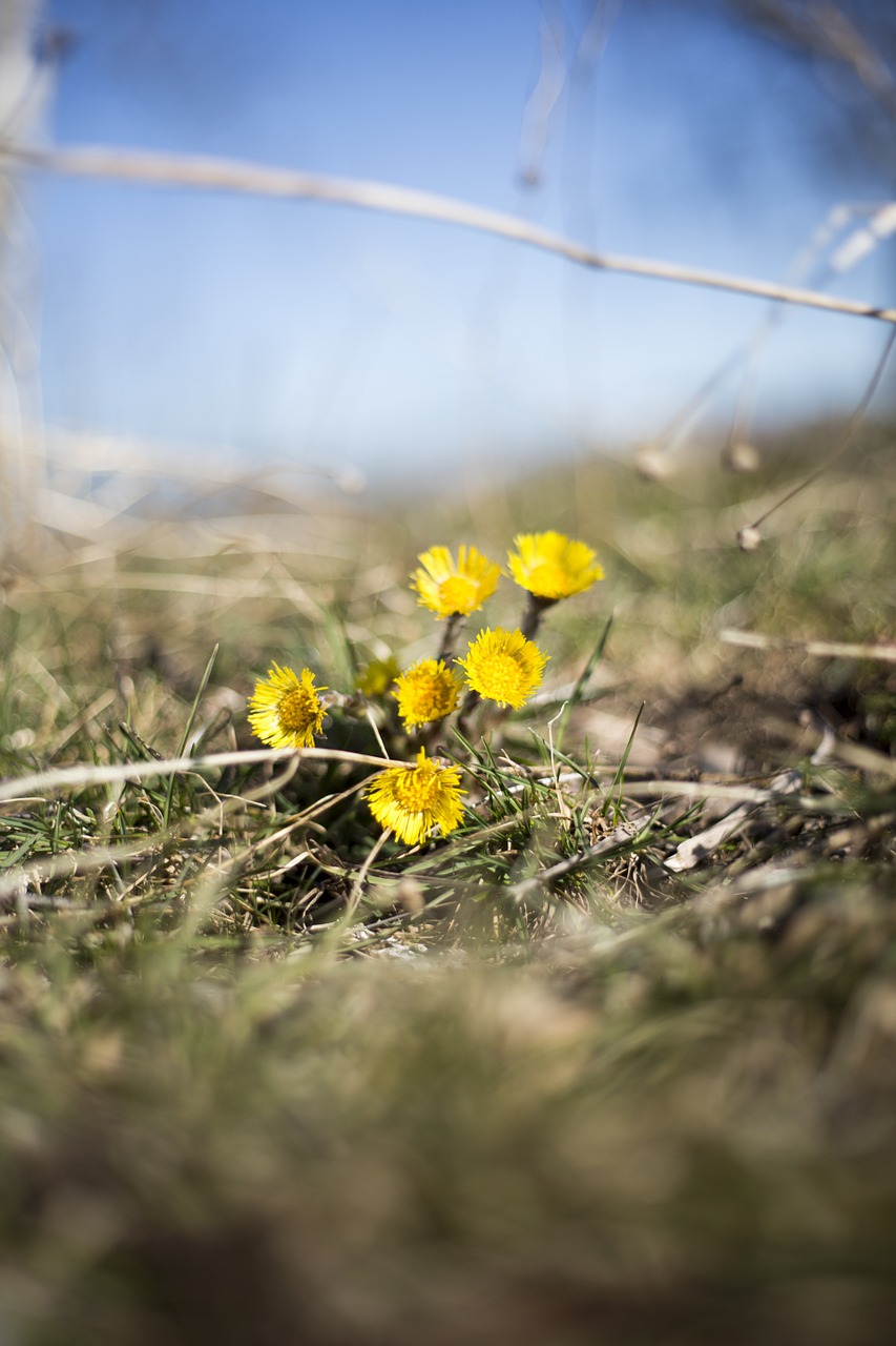 flowers tussilago spring free photo