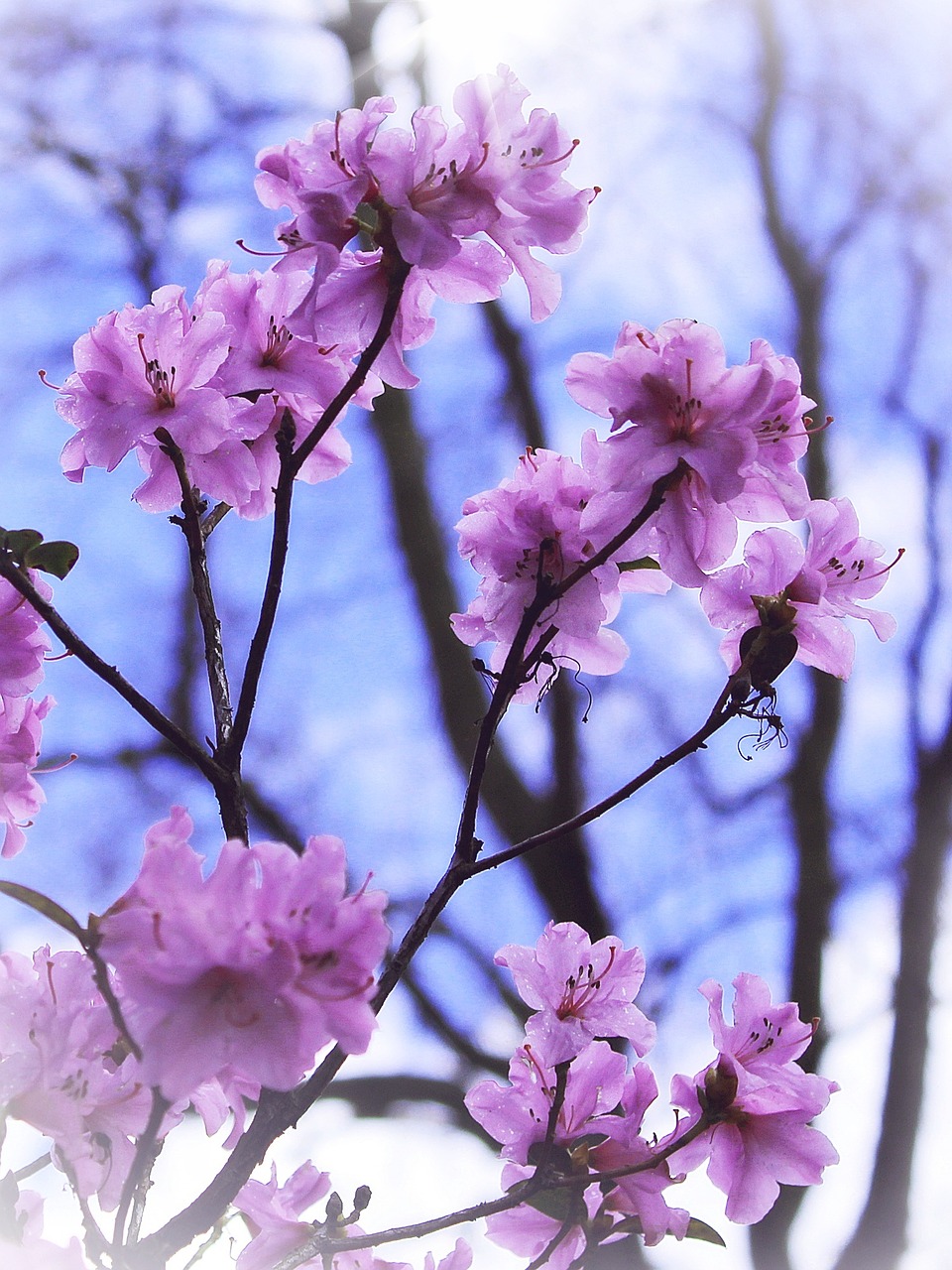 flowers bush spring free photo