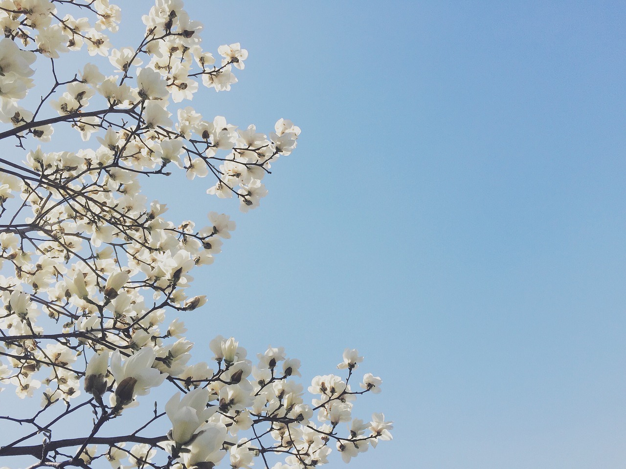 flowers magnolia spring free photo