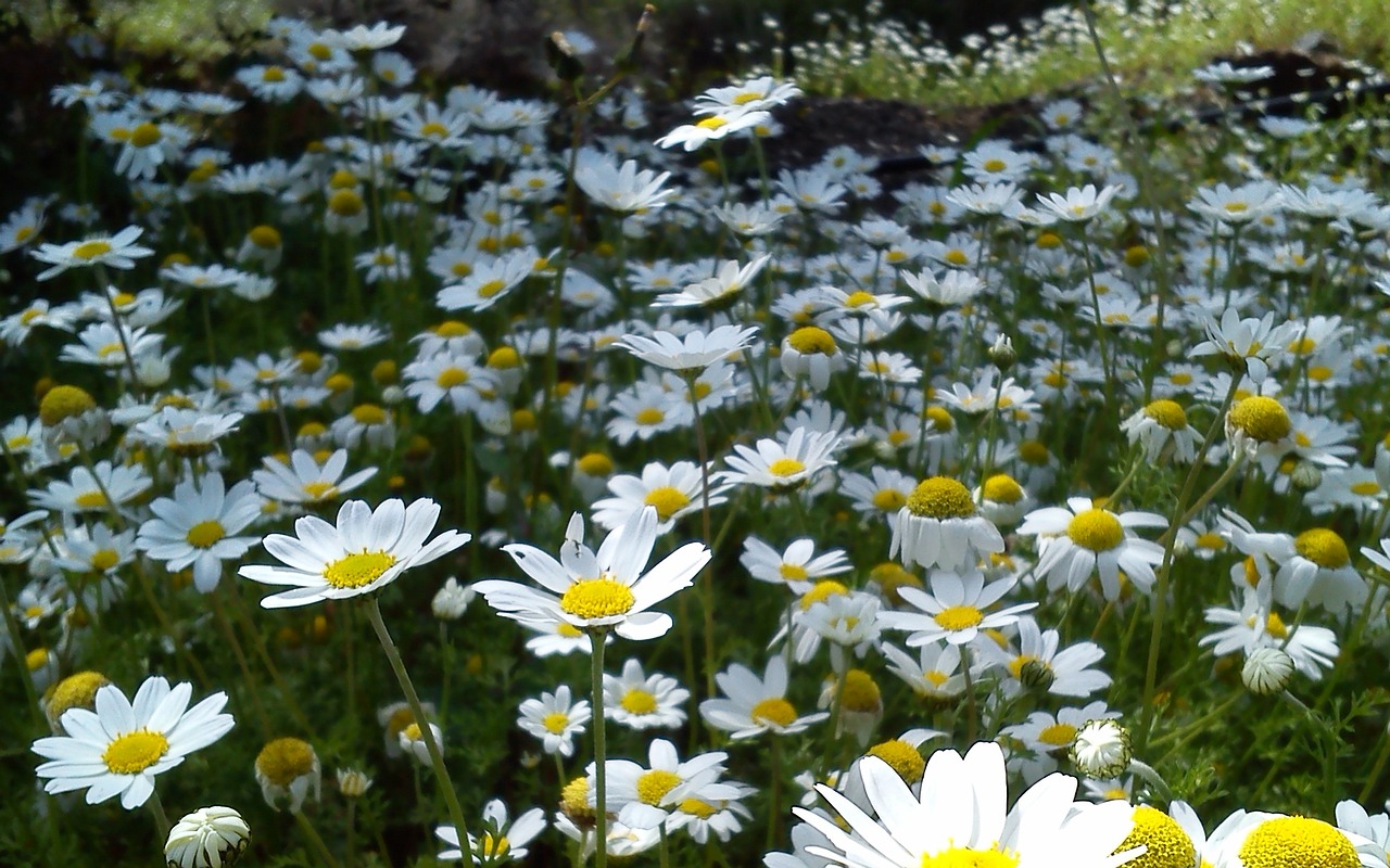 Download Flowers Spring Daisies Free Photo.