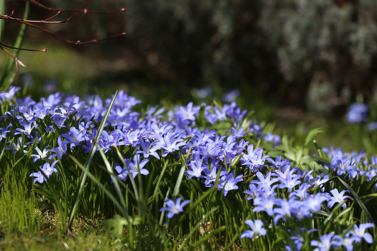 flowers blue garden free photo