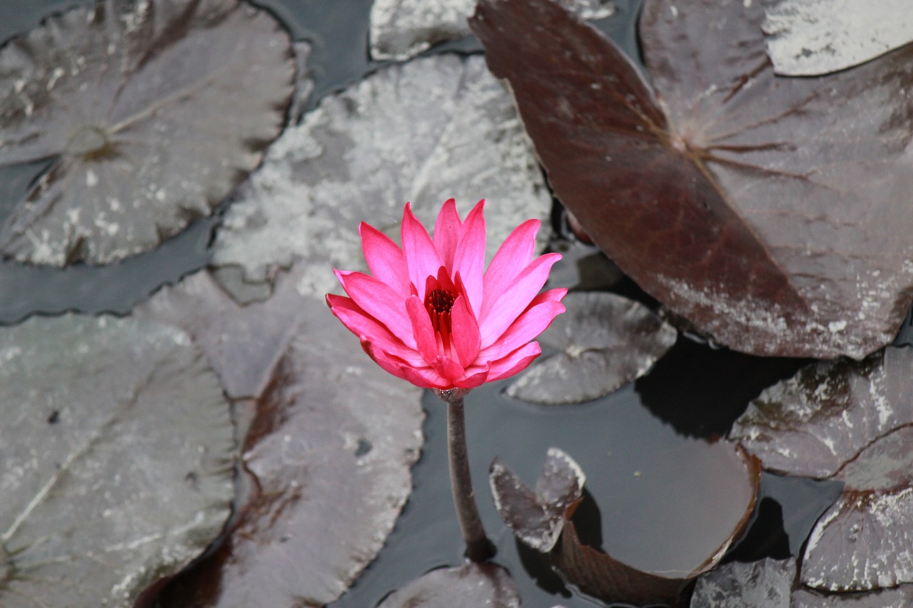 flowers lotus pink free photo