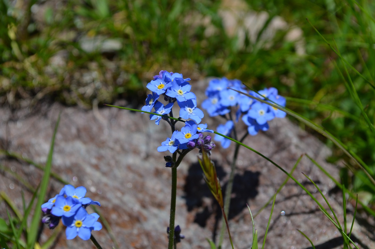 flowers blue prato free photo