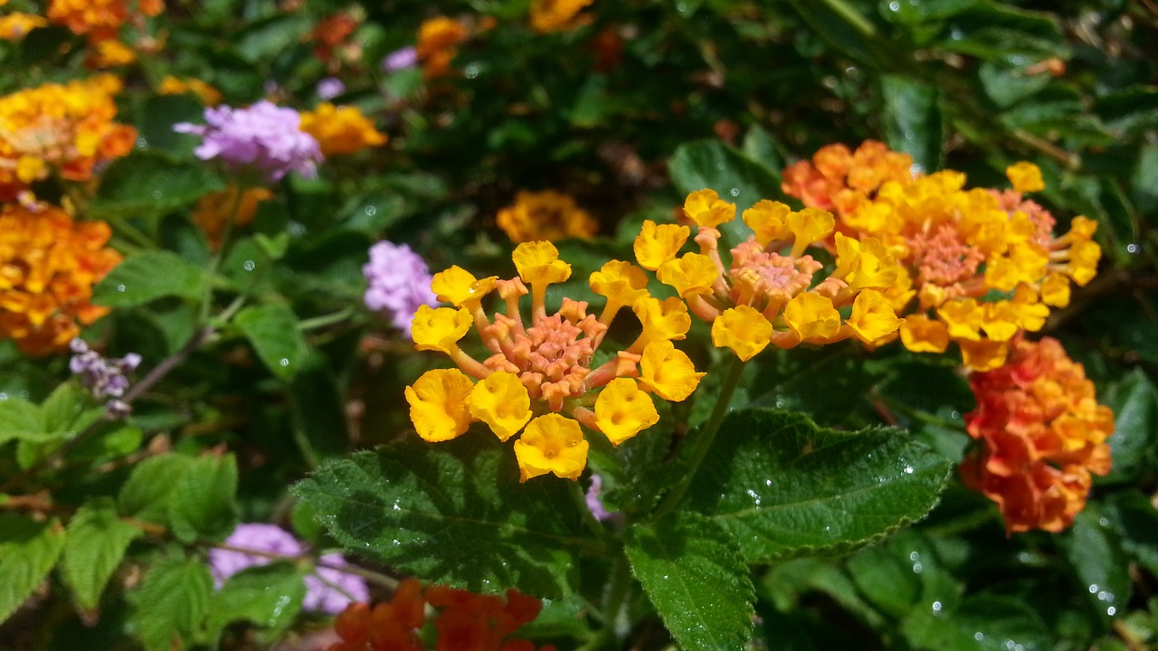 flowers landscaping water drops free photo