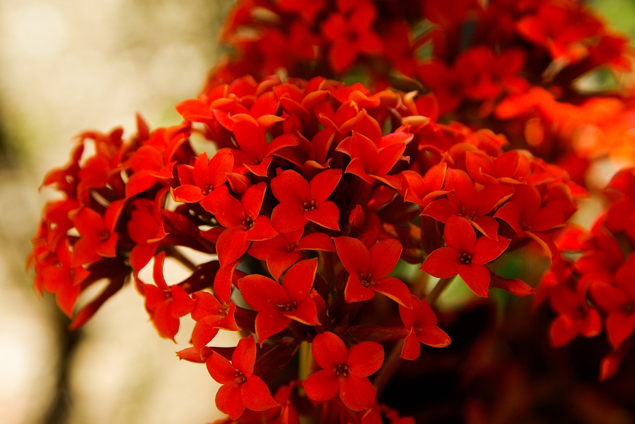 flowers red garden free photo