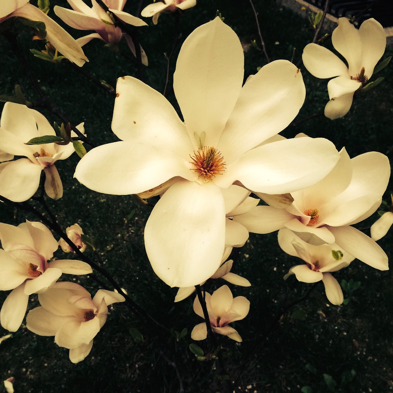flowers magnolia flourishing free photo
