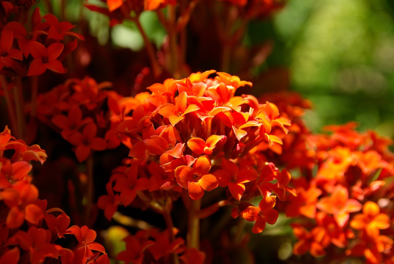 flowers red garden free photo