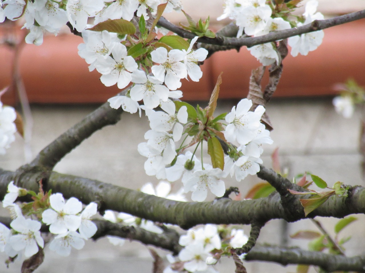 flowers white flower branch free photo